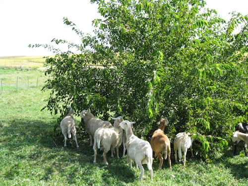 sheep eating mulberry